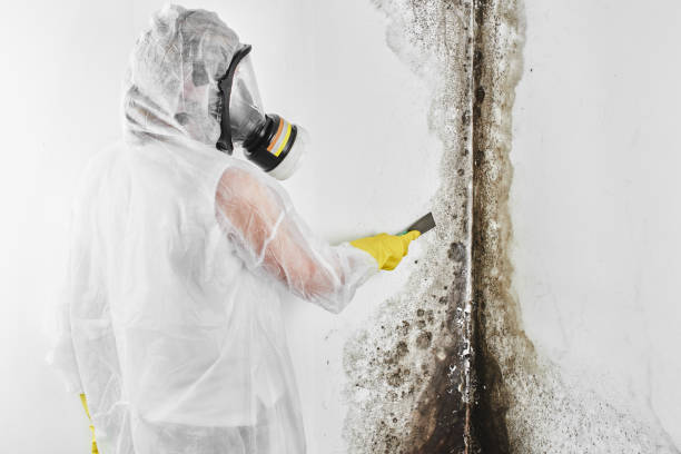 Trusted Shingletown, CA Mold Removal Experts