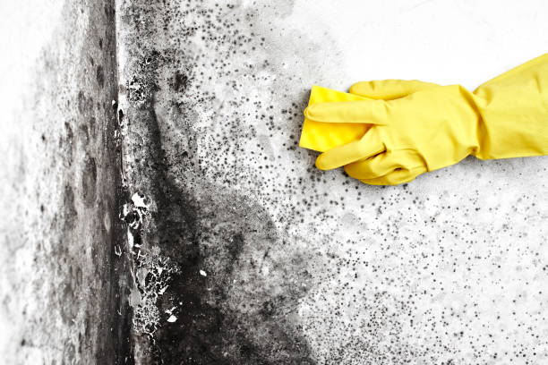 Crawl Space Mold Removal in Shingletown, CA