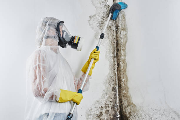 Best Mold Damage Repair  in Shingletown, CA