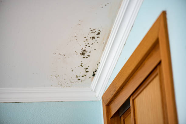 Best Mold Remediation Services  in Shingletown, CA