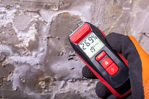 Best Certified Mold Removal  in Shingletown, CA