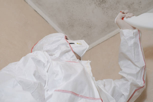 Home Mold Removal in Shingletown, CA