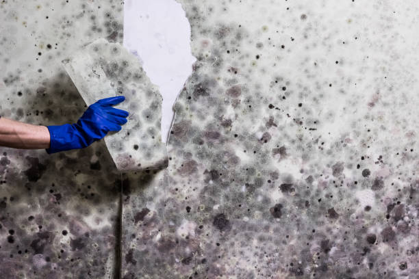Best Mold Cleaning Services  in Shingletown, CA
