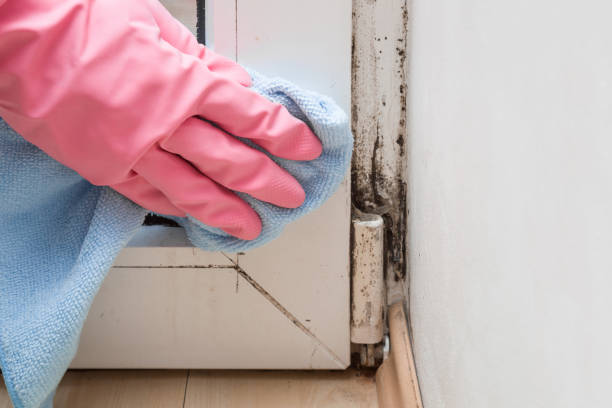 Best Professional Mold Removal  in Shingletown, CA